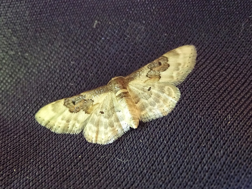 Idaea rusticata - tarka apróaraszoló