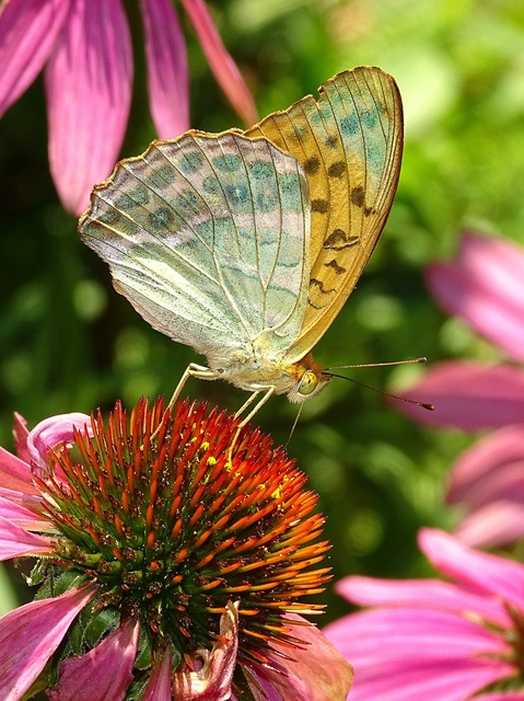 Argynnis paphia - nagy gyöngyházlepke