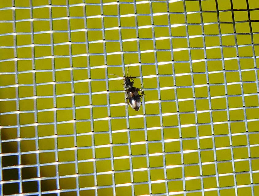 Notoxus trifasciatus - szalagos nyakszarvúbogár