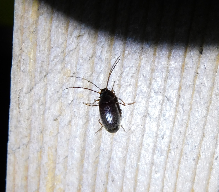 Hymenalia rufipes - rőtlábú alkonybogár
