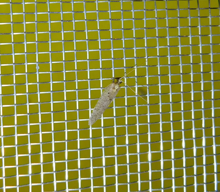 Hemerobiidae - barnafátyolkák