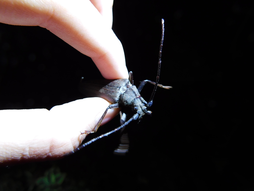 Aegosoma scabricorne - diófacincér