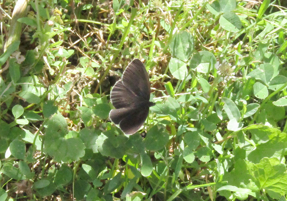 Aphantopus hyperanthus - közönséges ökörszemlepke