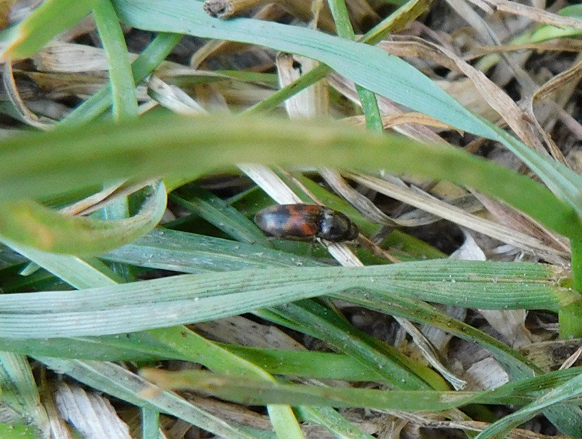 Drasterius bimaculatus - változékony pattanó