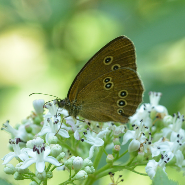 Aphantopus hyperanthus - közönséges ökörszemlepke