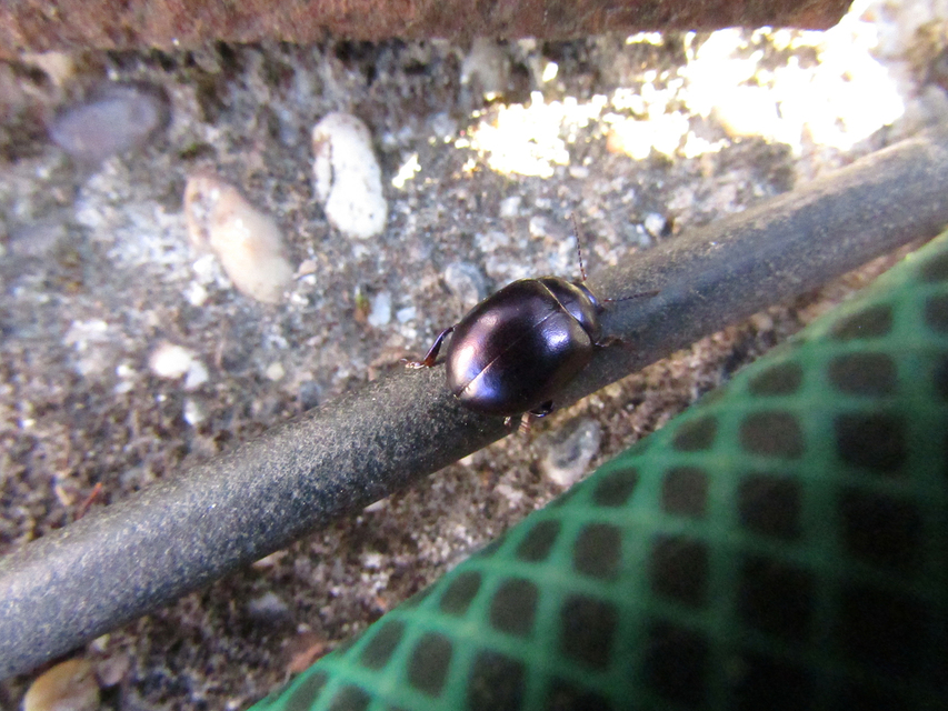 Chrysolina sturmi - vöröslábú levelész