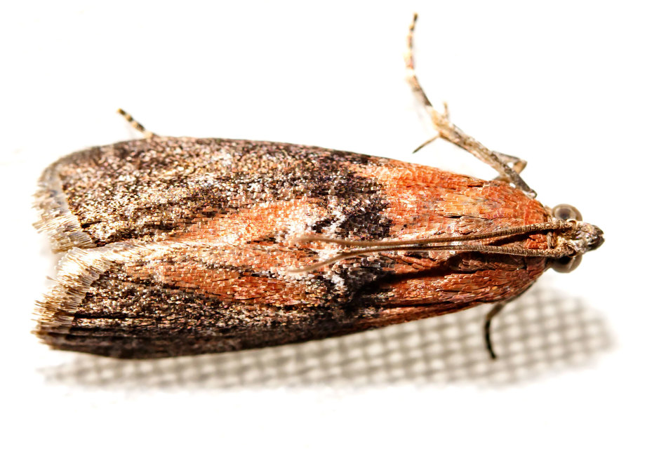Sciota
