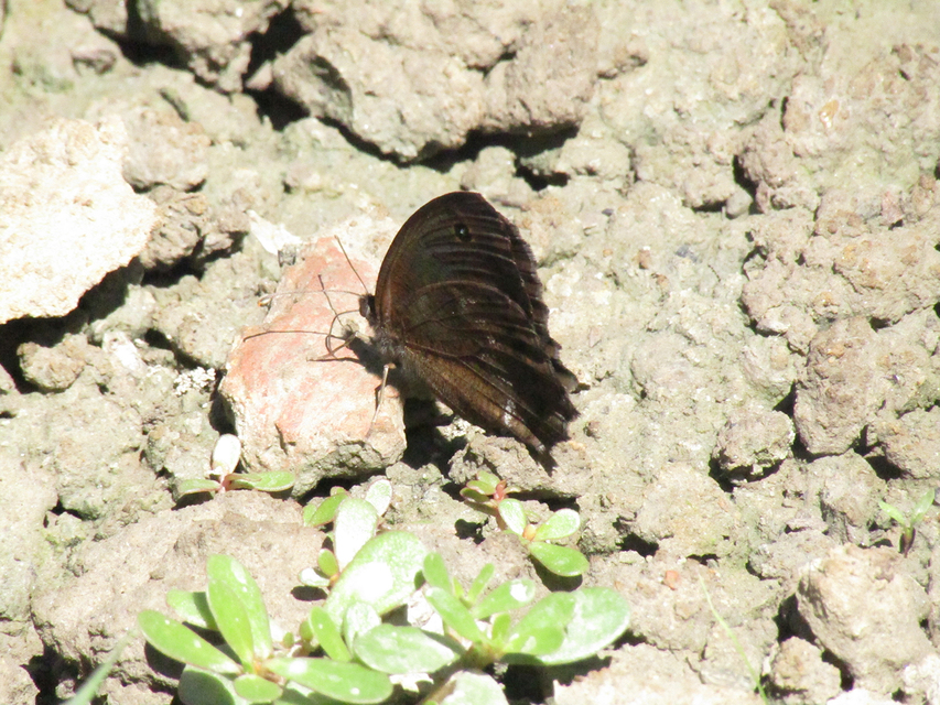 Minois dryas - fekete szemeslepke Minois dryas - fekete szemeslepke