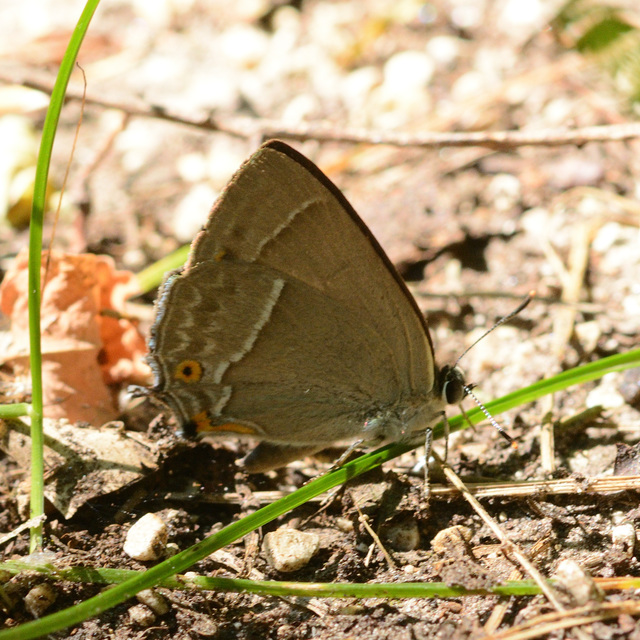 Neozephyrus quercus - tölgyfalepke