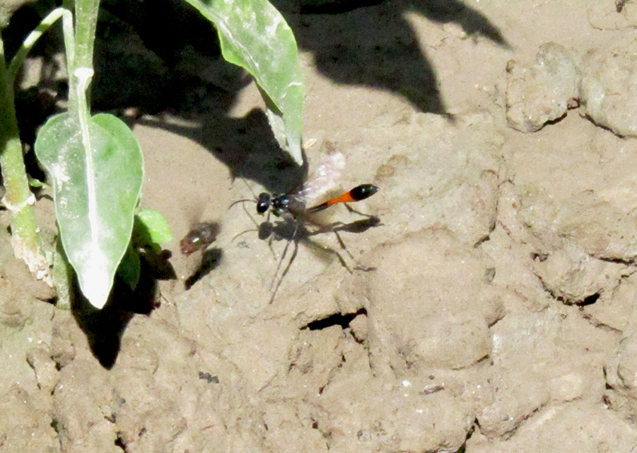 Hymenoptera - Hártyásszárnyúak Hymenoptera - Hártyásszárnyúak