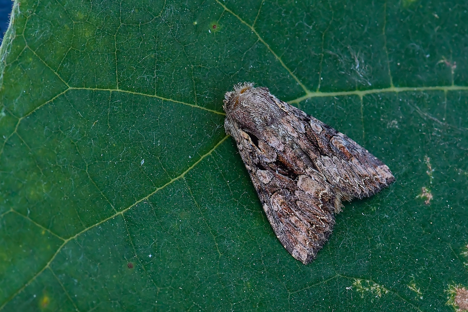 Lacanobia thalassina - borbolya-kertibagoly