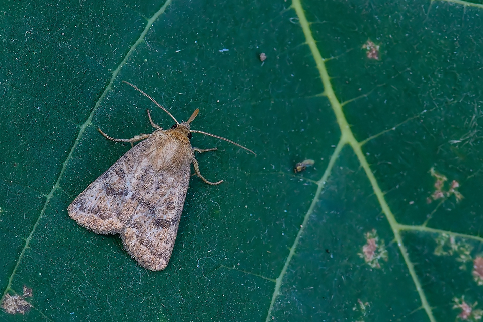 Hoplodrina octogenaria - barna selymesbagoly