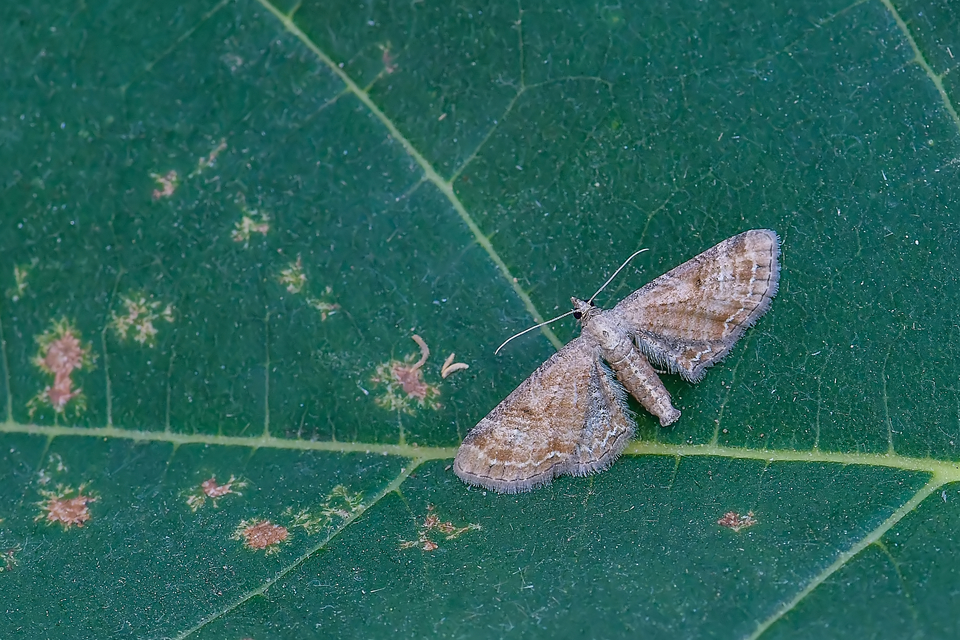 Eupithecia simpliciata - kerekszárnyú törpearaszoló