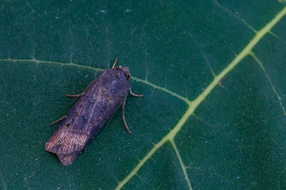 Agrotis ipsilon - nagy földibagoly