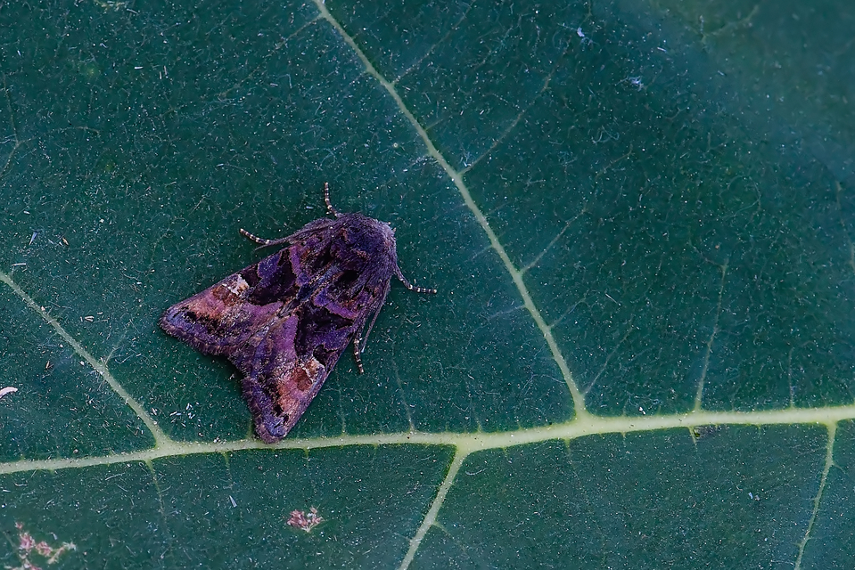 Euplexia lucipara - szeder-csipkésbagoly