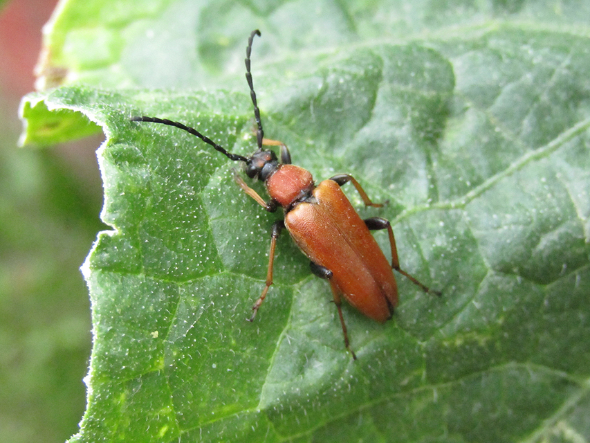 Stictoleptura rubra - vörös virágcincér