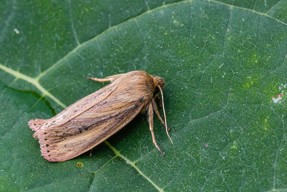 Globia sparganii - nagy nádibagoly
