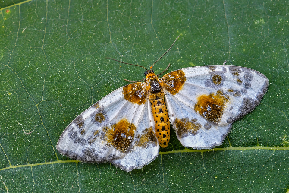 Abraxas sylvata - sárgafoltos araszoló