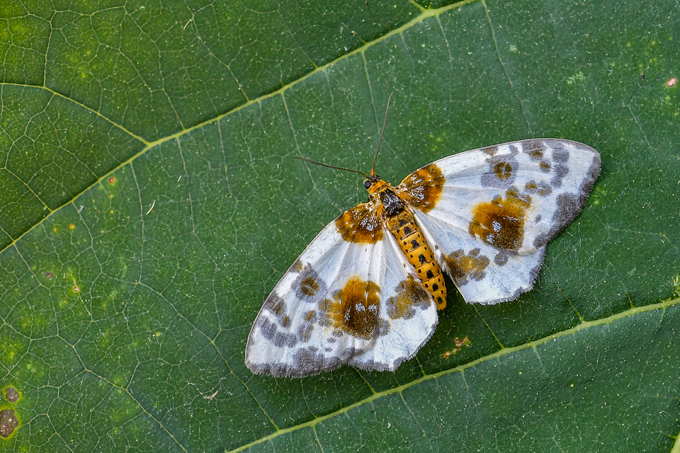 Abraxas sylvata - sárgafoltos araszoló