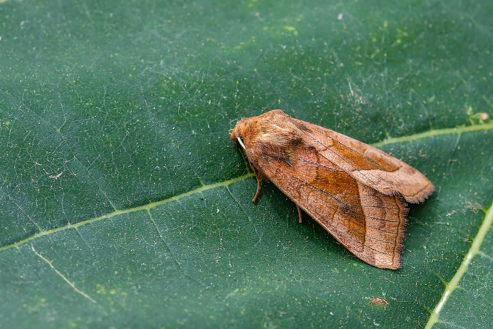 Hydraecia micacea - csillogó acsalapubagoly