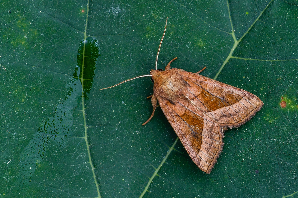 Hydraecia micacea - csillogó acsalapubagoly