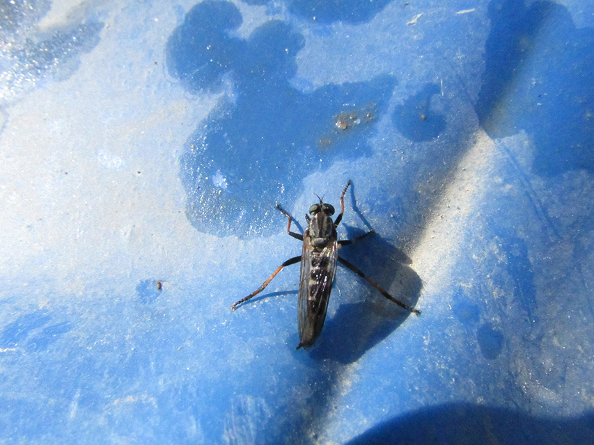 Diptera - Kétszárnyúak Diptera - Kétszárnyúak