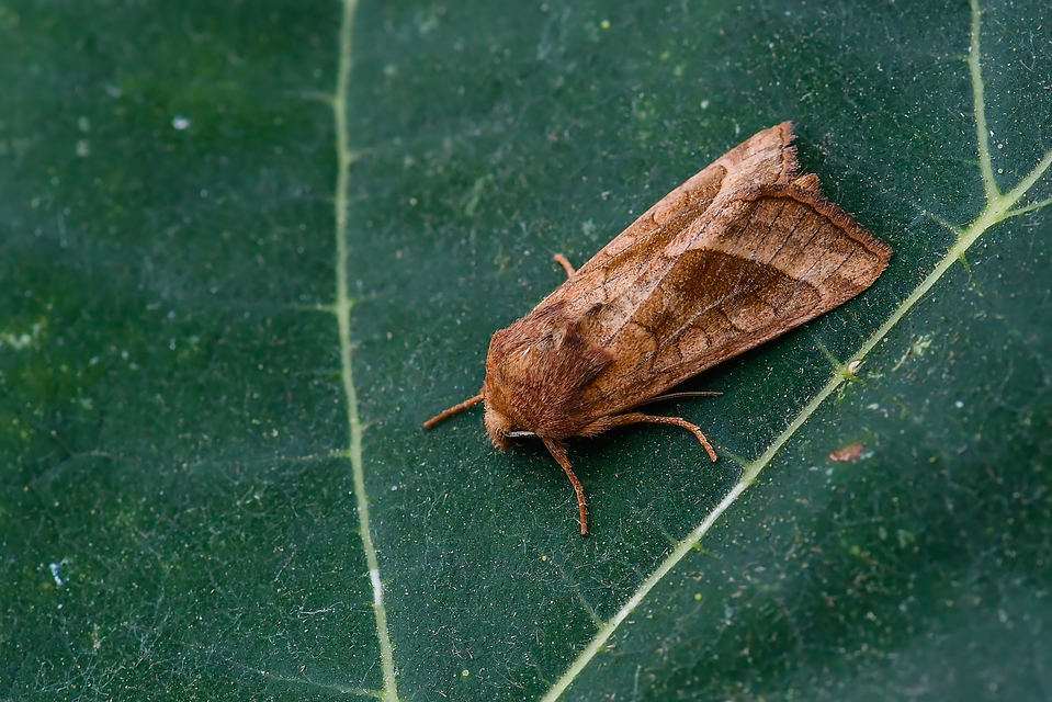 Hydraecia micacea - csillogó acsalapubagoly