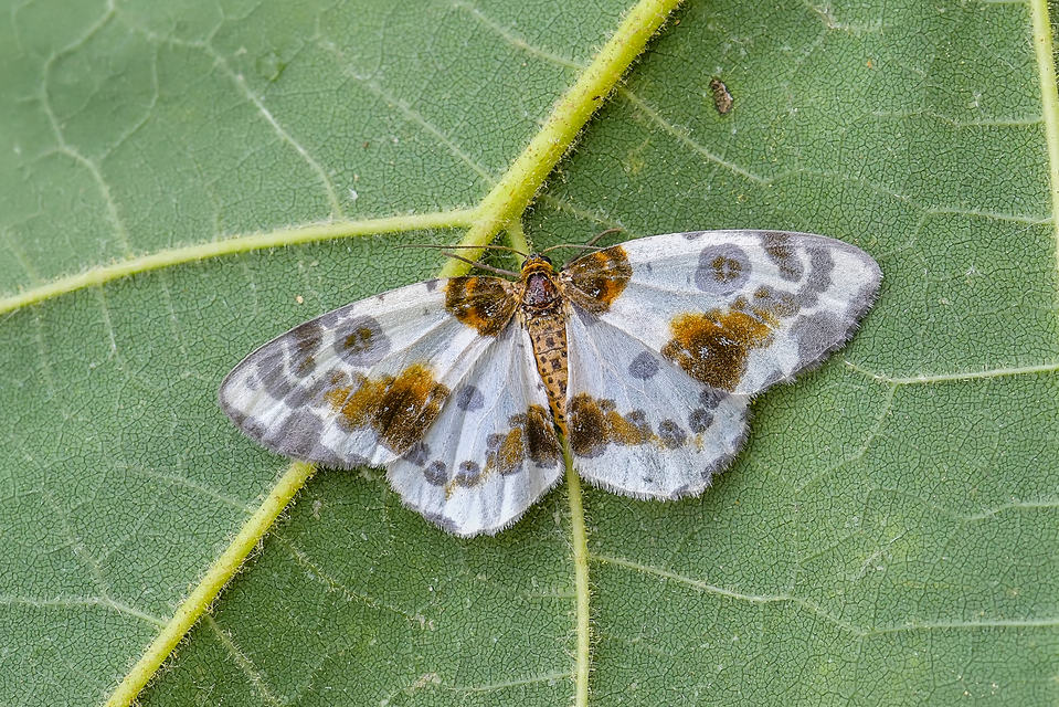 Abraxas sylvata - sárgafoltos araszoló