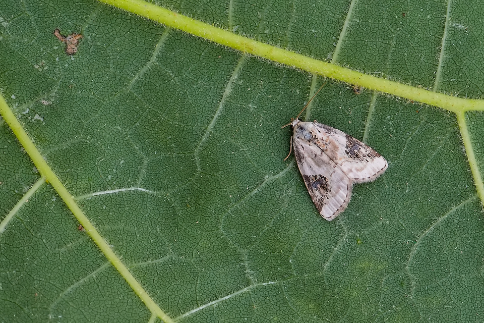 Pseudeustrotia candidula - fehéres apróbagoly