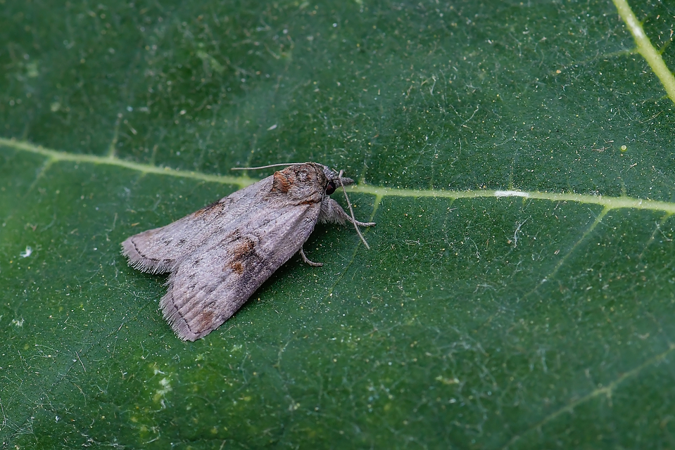 Nycteola asiatica - nyárfa-trapézbagoly