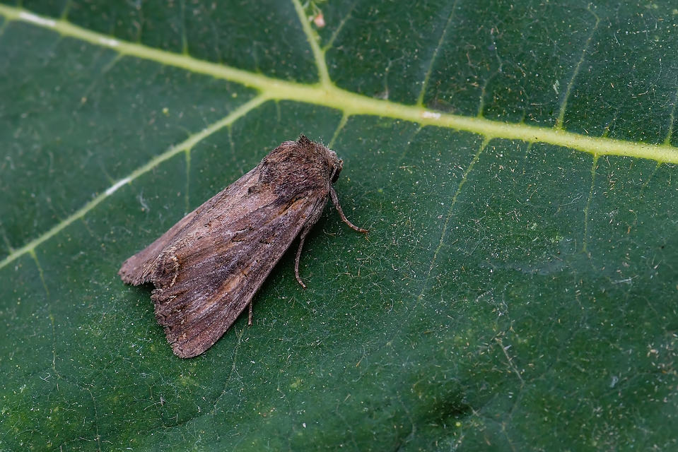 Lacanobia suasa - tarka kertibagoly