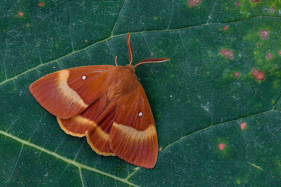 Lasiocampa quercus - tölgyfaszövő