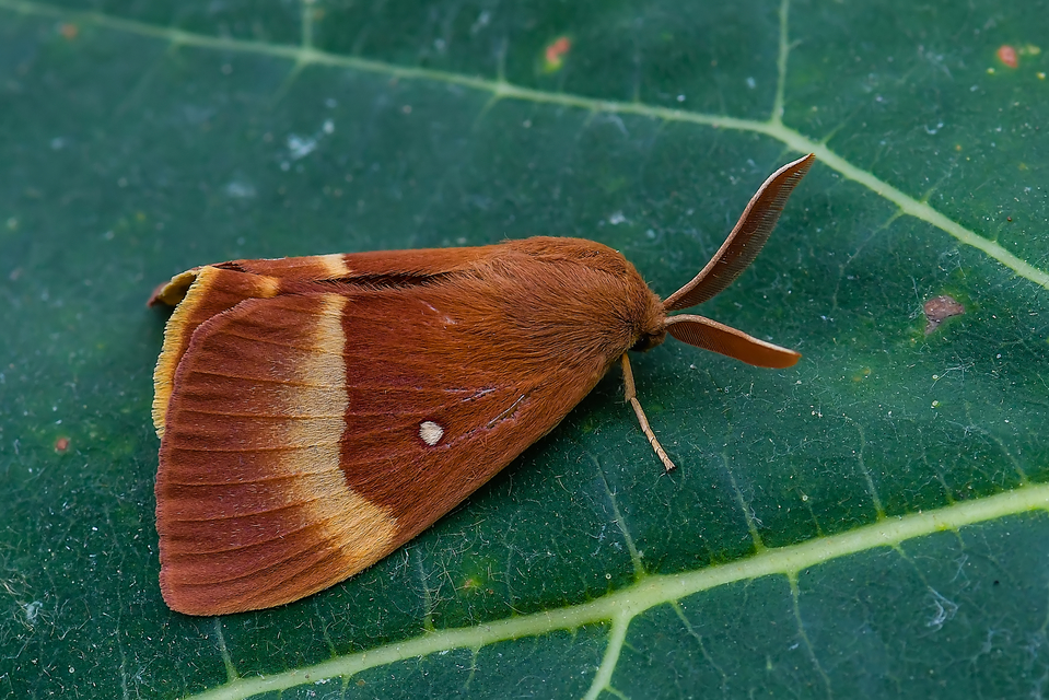 Lasiocampa quercus - tölgyfaszövő