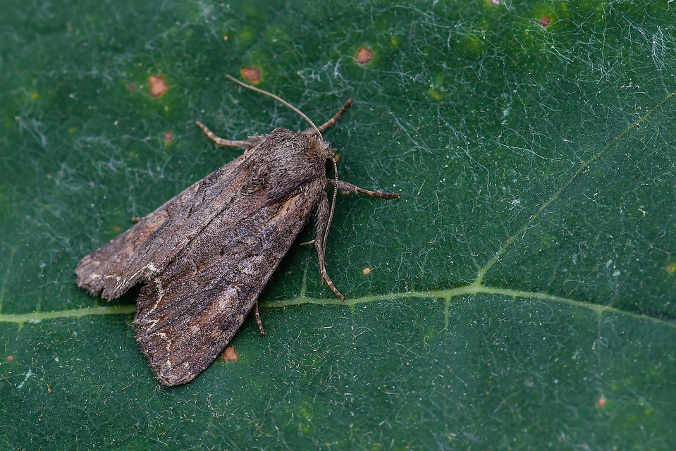 Lacanobia suasa - tarka kertibagoly
