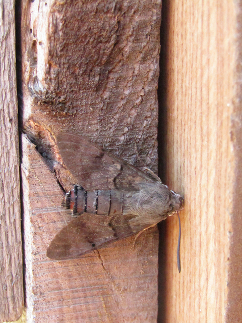 Macroglossum stellatarum - kacsafarkú szender Macroglossum stellatarum - kacsafarkú szender
