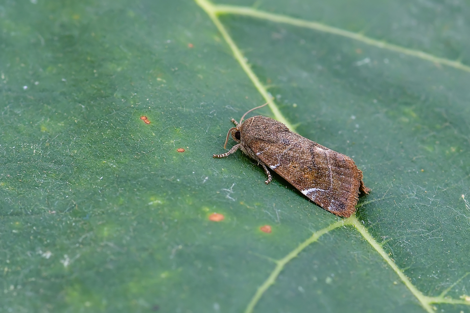 Cosmia affinis - barna lombbagoly
