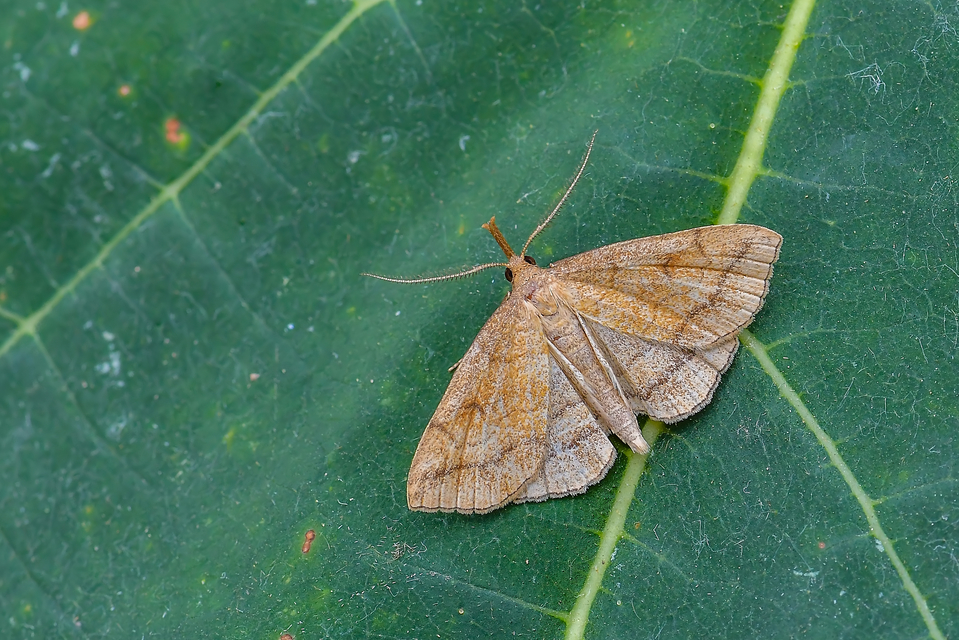 Polypogon gryphalis - láperdei karcsúbagoly