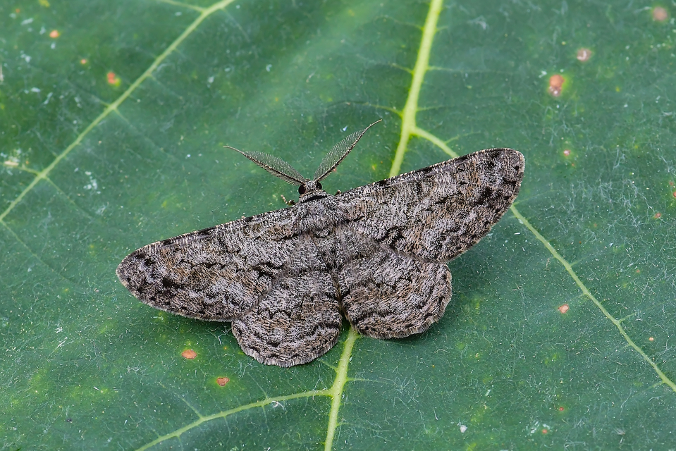 Hypomecis roboraria - nagy tölgyfaaraszoló