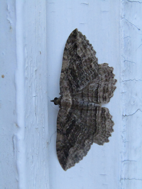 Philereme transversata - varjútövis-araszoló Philereme transversata - varjútövis-araszoló