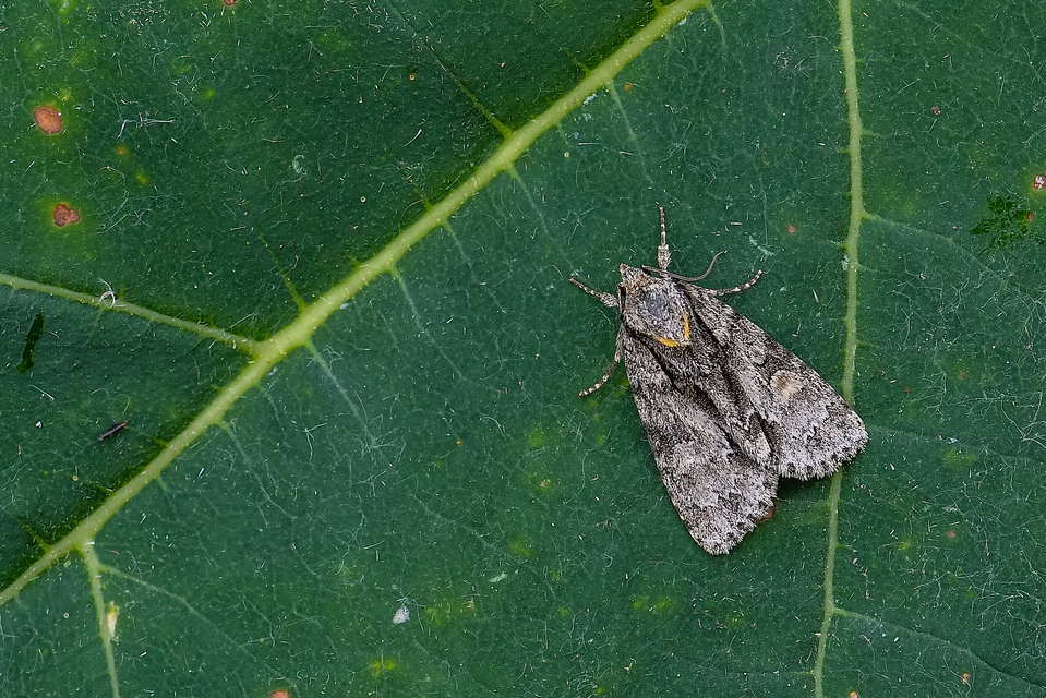 Acronicta strigosa - kis szigonyosbagoly