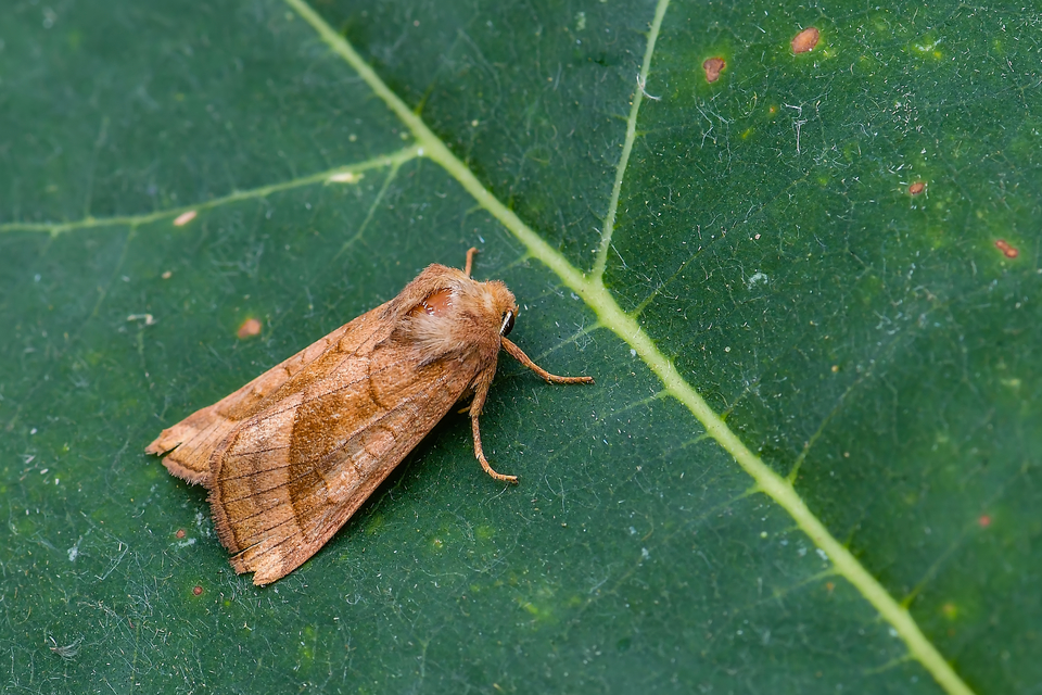 Hydraecia micacea - csillogó acsalapubagoly