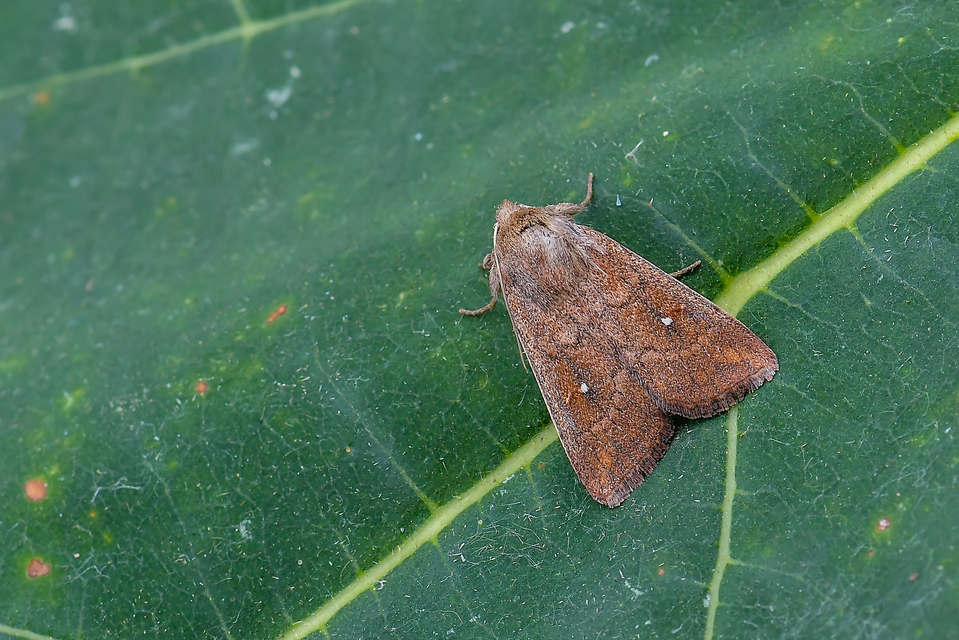 Mythimna albipuncta - fehérpettyes rétibagoly