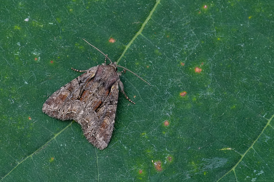 Lacanobia thalassina - borbolya-kertibagoly