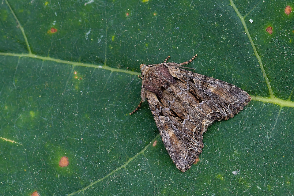Lacanobia thalassina - borbolya-kertibagoly