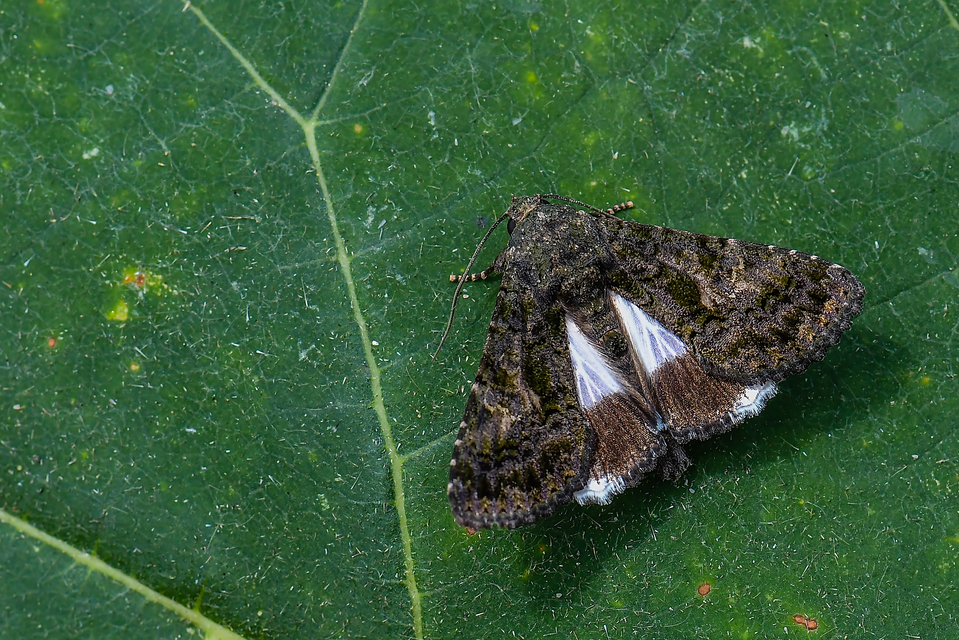 Anophia leucomelas - déli folyófűbagoly