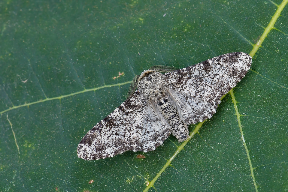 Biston betularia - szürkepettyes araszoló