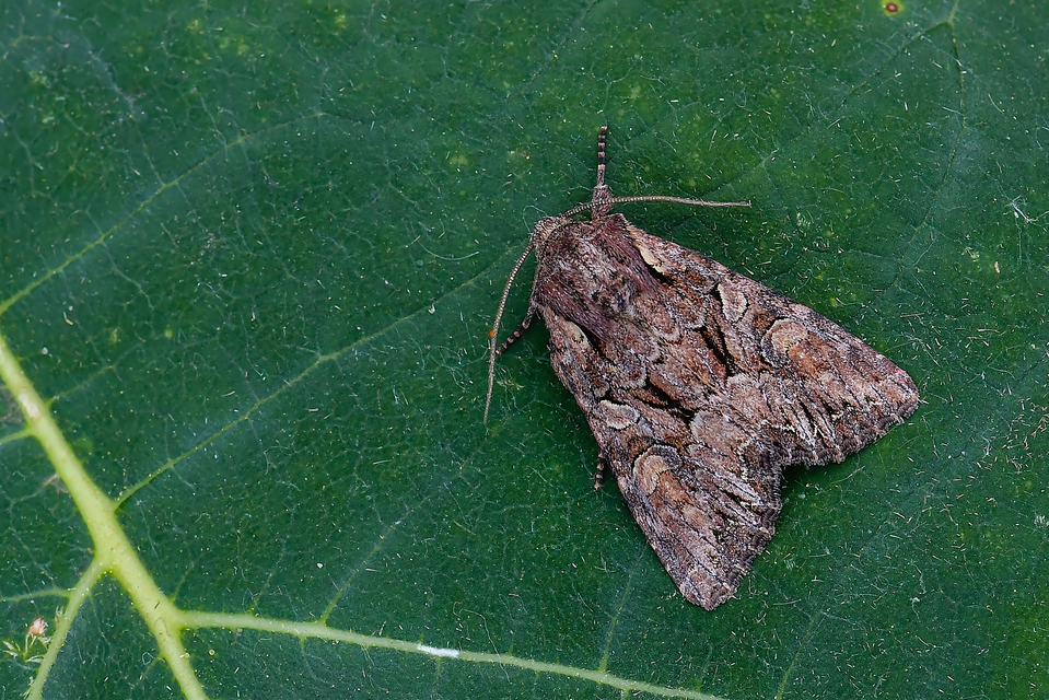 Lacanobia thalassina - borbolya-kertibagoly