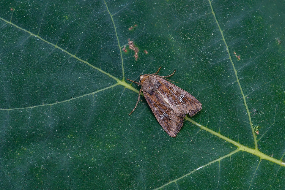 Helotropha leucostigma - mocsári nőszirombagoly