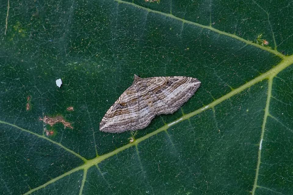 Costaconvexa polygrammata - soksávú araszoló