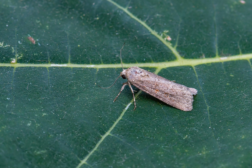 Spodoptera exigua - apró jegyesbagoly